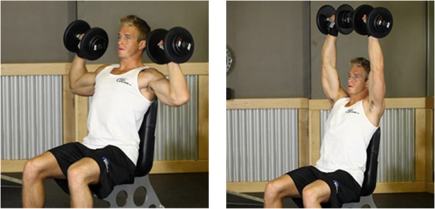 shoulder dumbell press on bench - Build muscles with Iron Simba